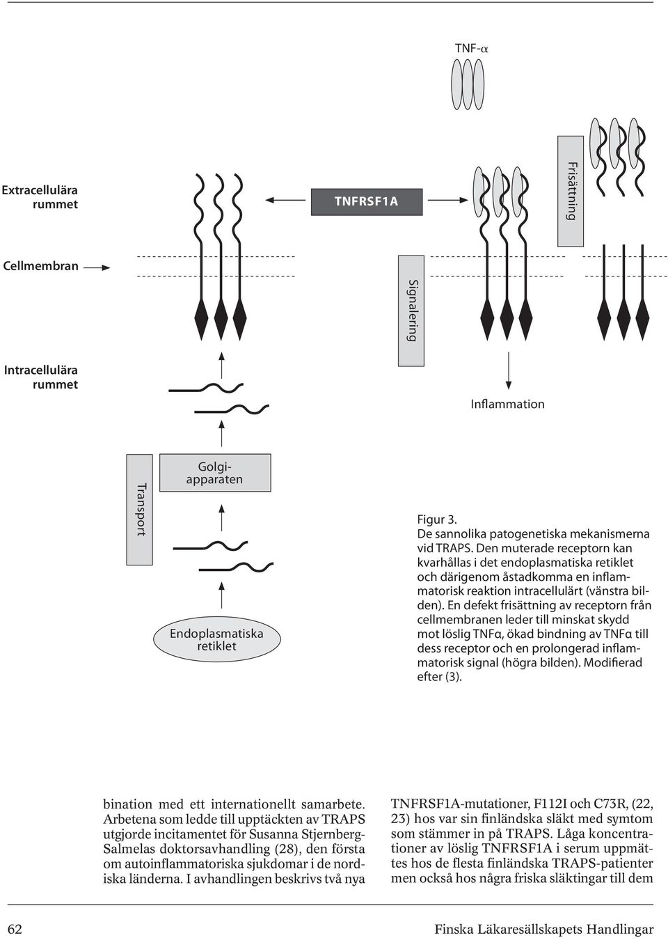 Den muterade receptorn kan kvarhållas i det endoplasmatiska retiklet och därigenom åstadkomma en inflammatorisk reaktion intracellulärt (vänstra bilden).