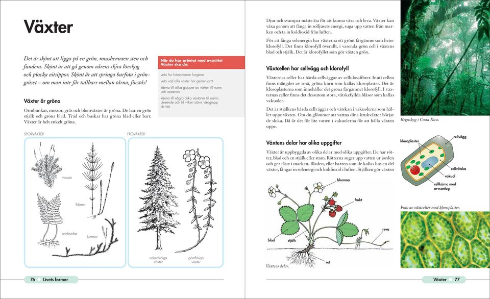 Skönt är att springa barfota i gröngräset om man inte får tallbarr mellan tårna, förstås! Växter är gröna Ormbunkar, mossor, gräs och blomväxter är gröna. De har en grön stjälk och gröna blad.