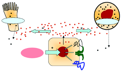 - - Hepcidin Figur 2. Järnbalans vid hereditär hemokromatos. (Bilden illustrerar mutation i -genen, vilken leder till ett defekt protein som inte når cellytan.