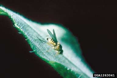 Leafmining flies attacking perennials Författare: Elin Bergqvist Bromaeus