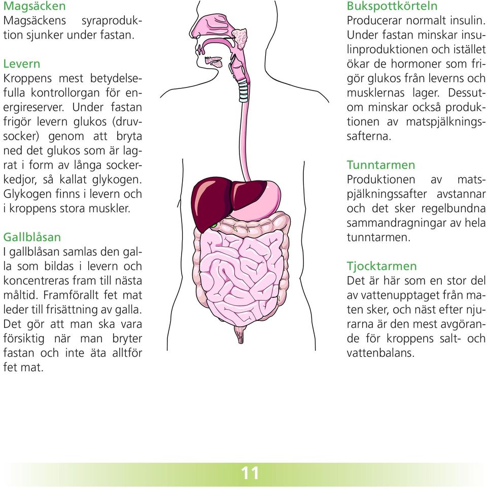 Gallblåsan I gallblåsan samlas den galla som bildas i levern och koncentreras fram till nästa måltid. Framförallt fet mat leder till frisättning av galla.