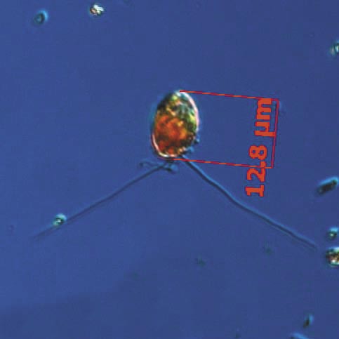 The Baltic Sea Southern Baltic, BY2 and BY and Southeast Baltic, BCSIII- 7 th and 8 th of October Small cryptomonads and the prasinophyte Pyramimonas spp.