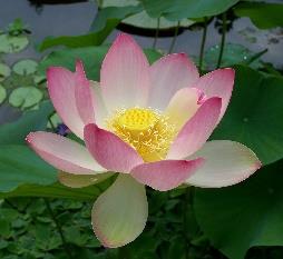 Hinduism Symbol: Oum, en helig stavelse ett mantra som används när man ber. Lotusblomman som står för renhet. Helig skrift: Finns ingen som alla hinduer erkänner. Finns flera heliga böcker.