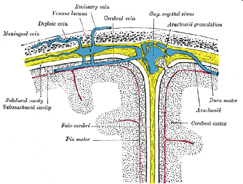 Akut