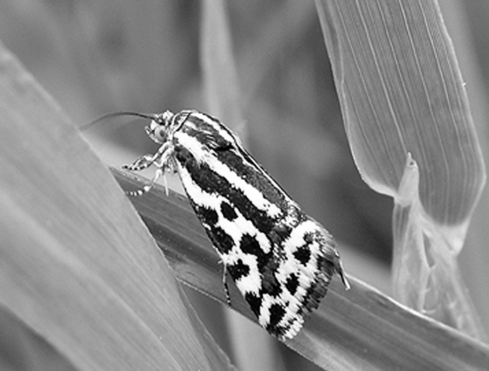 Hagtornsmalmätare, Eupithecia insigniata. Öl, Karlevi 1 ex 29.5 (LTSS), N. Möckleby, Dörby 1 ex 29.5 4.6 (KAHS). Backmalmätare, Eupithecia millefoliata. Öl, Karlevi 1 ex 22.7 (LTSS), Arontorp 1 ex 13.