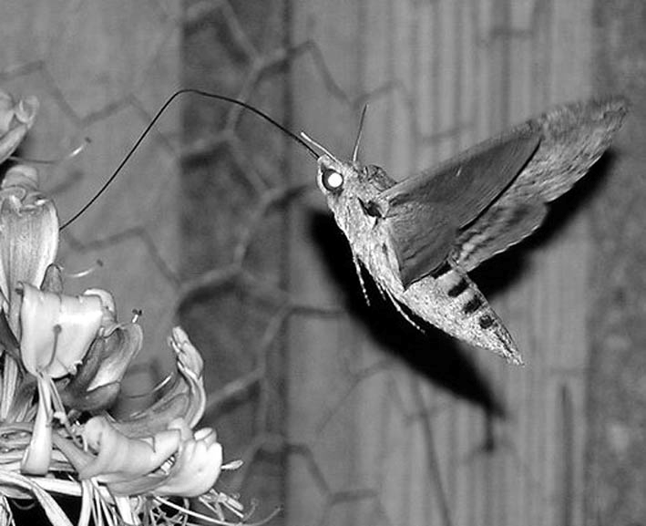 Majsmott, Ostrinia nubilalis. Öl, Arontorp första observation 28.5 Relativt frekvent under säsongen. Nattflymott, Nommophila noctuella. Bl, Utklippan 1 ex 22.7-22.8 och Utlängan 1 ex 26.9-18.