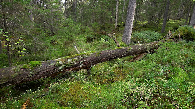 Energieffektivisering är