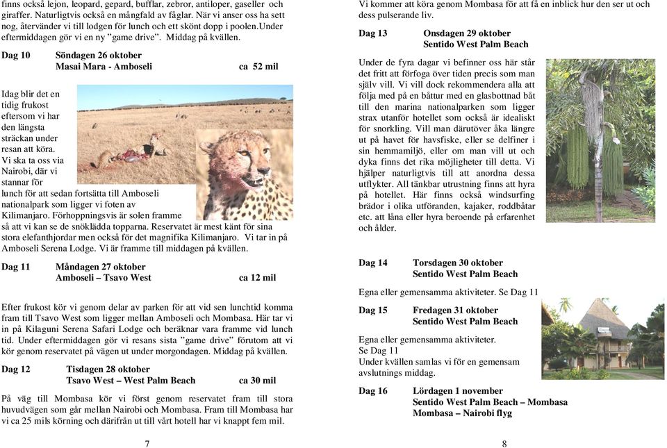 Dag 10 Söndagen 26 oktober Masai Mara - Amboseli 7 ca 52 mil Idag blir det en tidig frukost eftersom vi har den längsta sträckan under resan att köra.