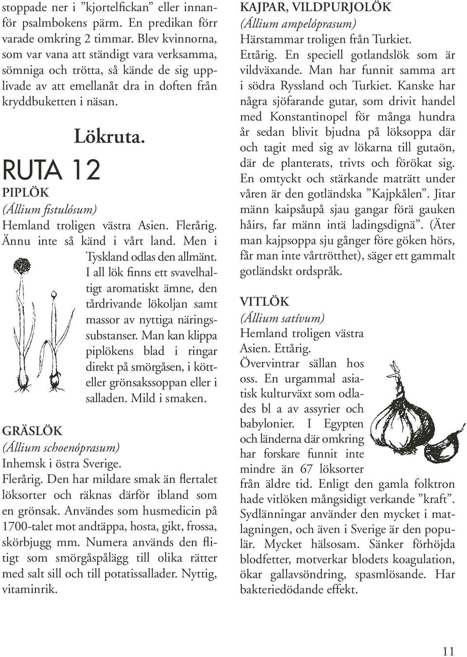 RUTA 12 PIPLÖK (Állium fistulósum) Hemland troligen västra Asien. Ännu inte så känd i vårt land. Men i Tyskland odlas den allmänt.
