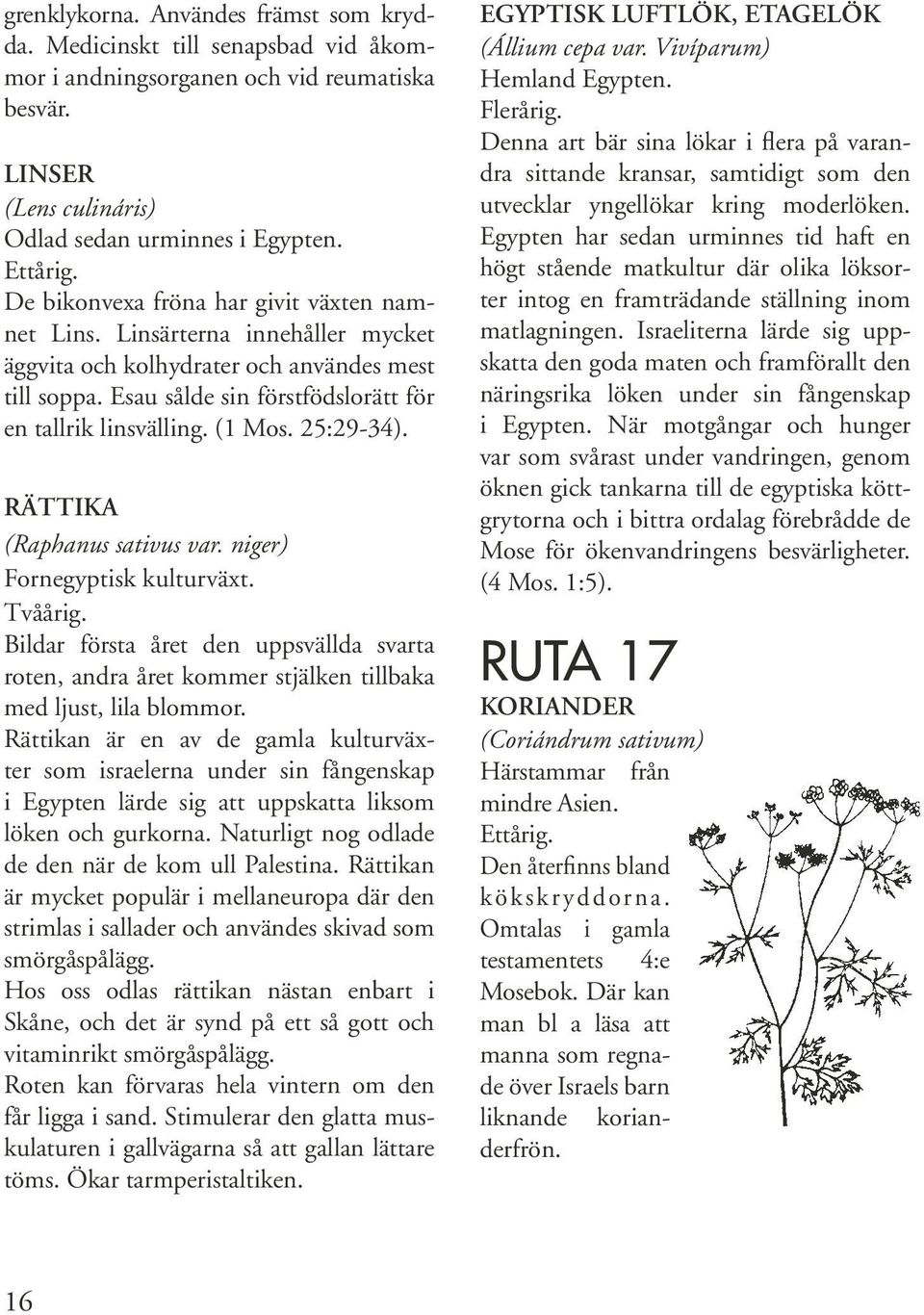 25:29-34). RÄTTIKA (Raphanus sativus var. niger) Fornegyptisk kulturväxt. Tvåårig. Bildar första året den uppsvällda svarta roten, andra året kommer stjälken tillbaka med ljust, lila blommor.