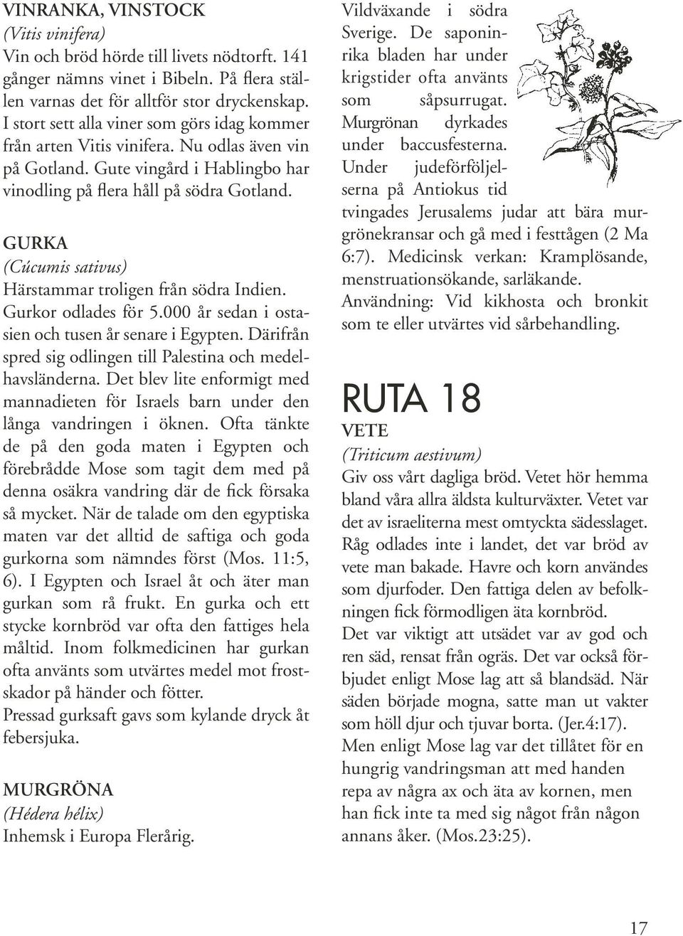 GURKA (Cúcumis sativus) Härstammar troligen från södra Indien. Gurkor odlades för 5.000 år sedan i ostasien och tusen år senare i Egypten.