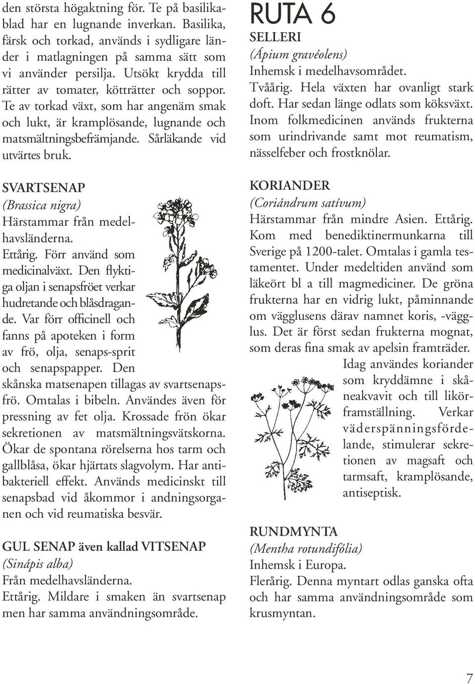RUTA 6 SVARTSENAP (Brassica nigra) Härstammar från medelhavsländerna. Ettårig. Förr använd som medicinalväxt. Den flyktiga oljan i senapsfröet verkar hudretande och blåsdragande.