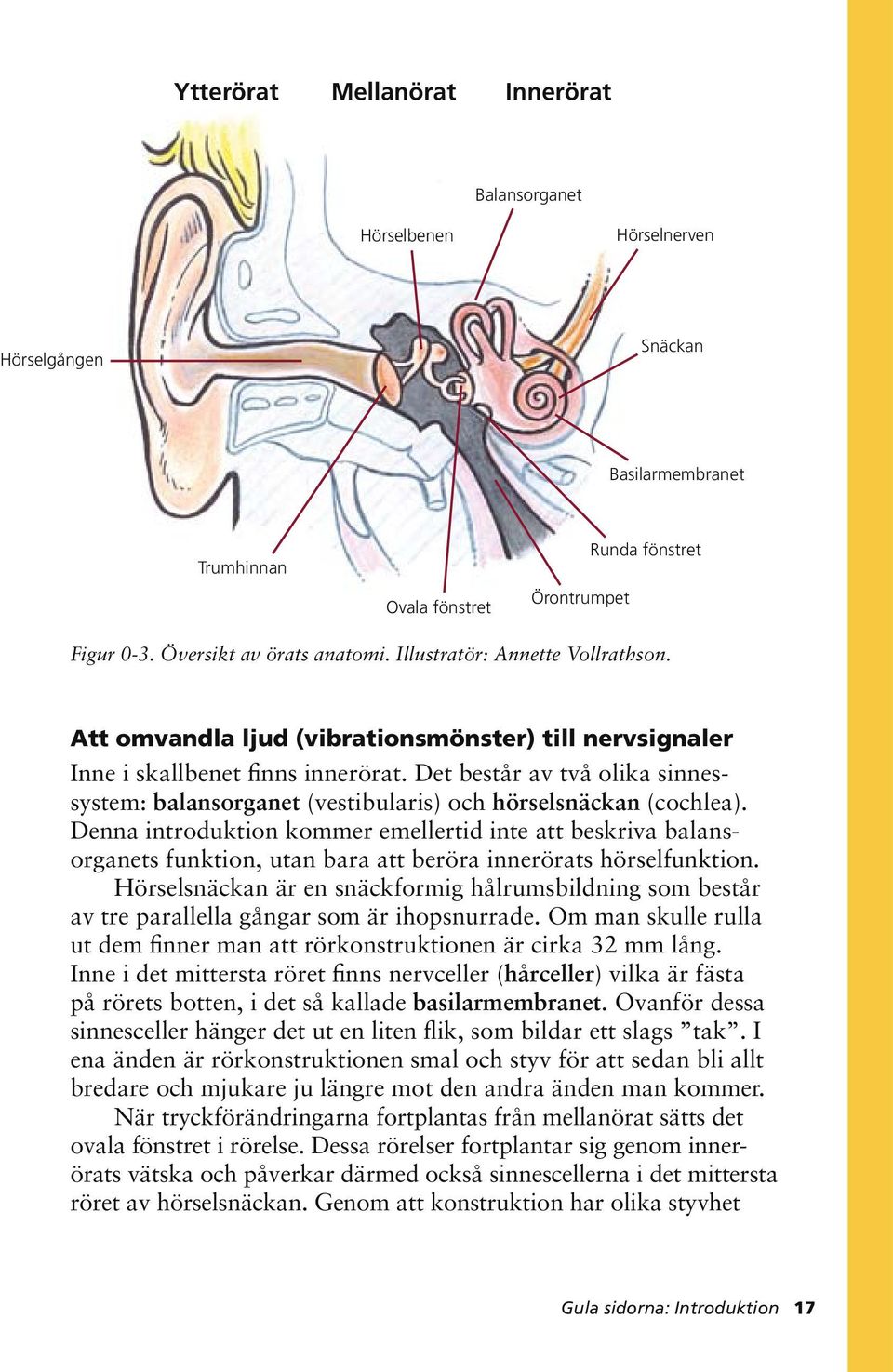 Det består av två olika sinnessystem: balansorganet (vestibularis) och hörselsnäckan (cochlea).