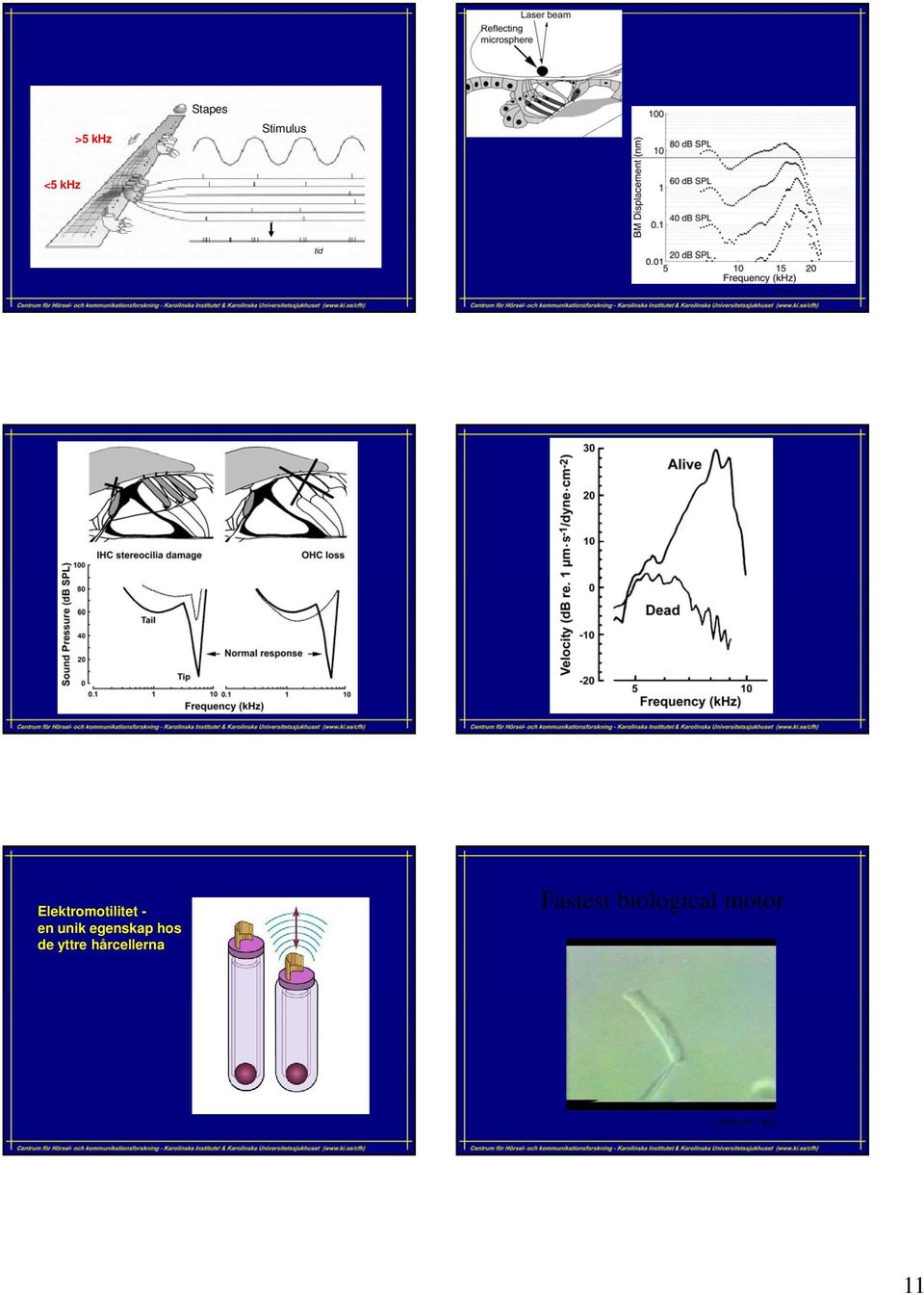 , J Neurosci 2004) Elektromotilitet - en