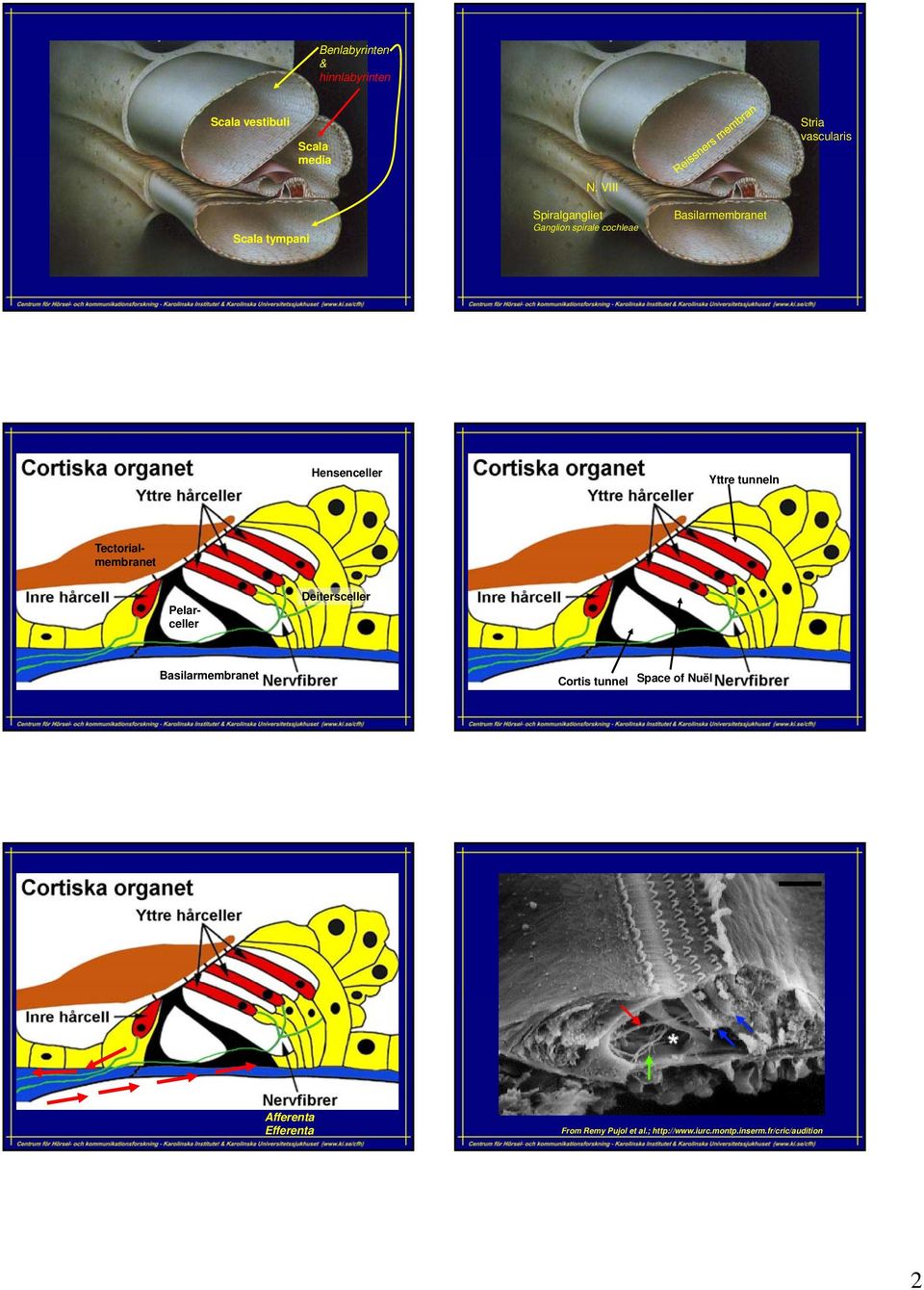 tunneln Tectorialmembranet Pelarceller Deitersceller Basilarmembranet Cortis tunnel Space