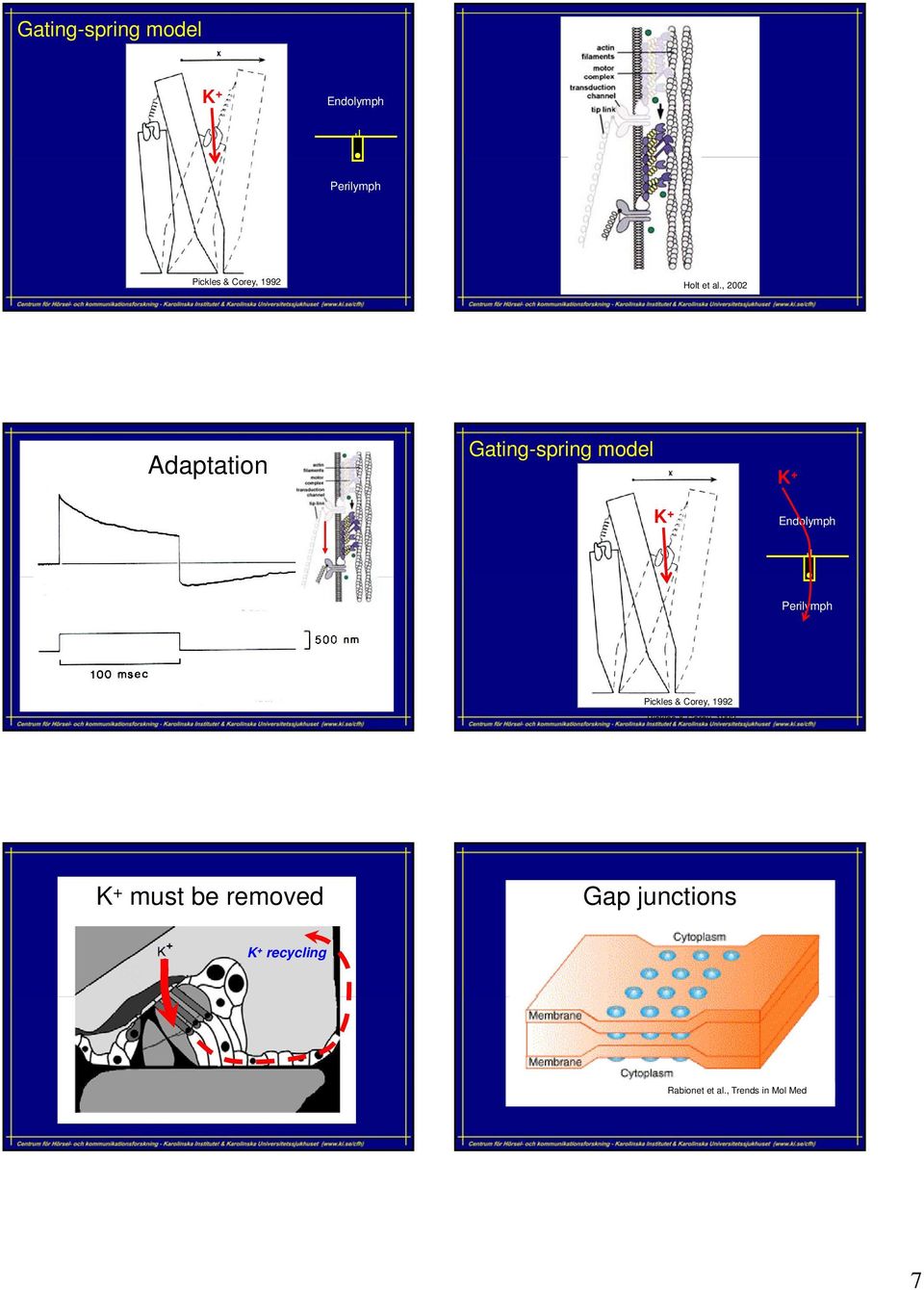 , 2002 Adaptation Gating-spring model K + K + Endolymph Perilymph