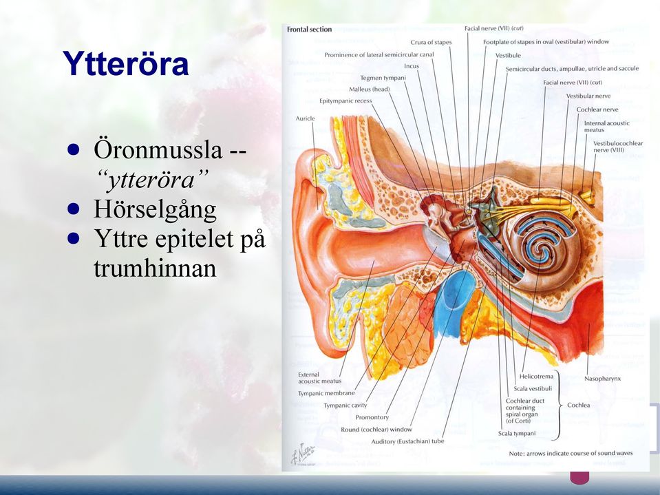 ytteröra