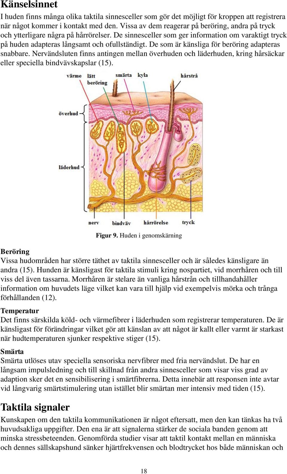De som är känsliga för beröring adapteras snabbare. Nervändsluten finns antingen mellan överhuden och läderhuden, kring hårsäckar eller speciella bindvävskapslar (15). Figur 9.