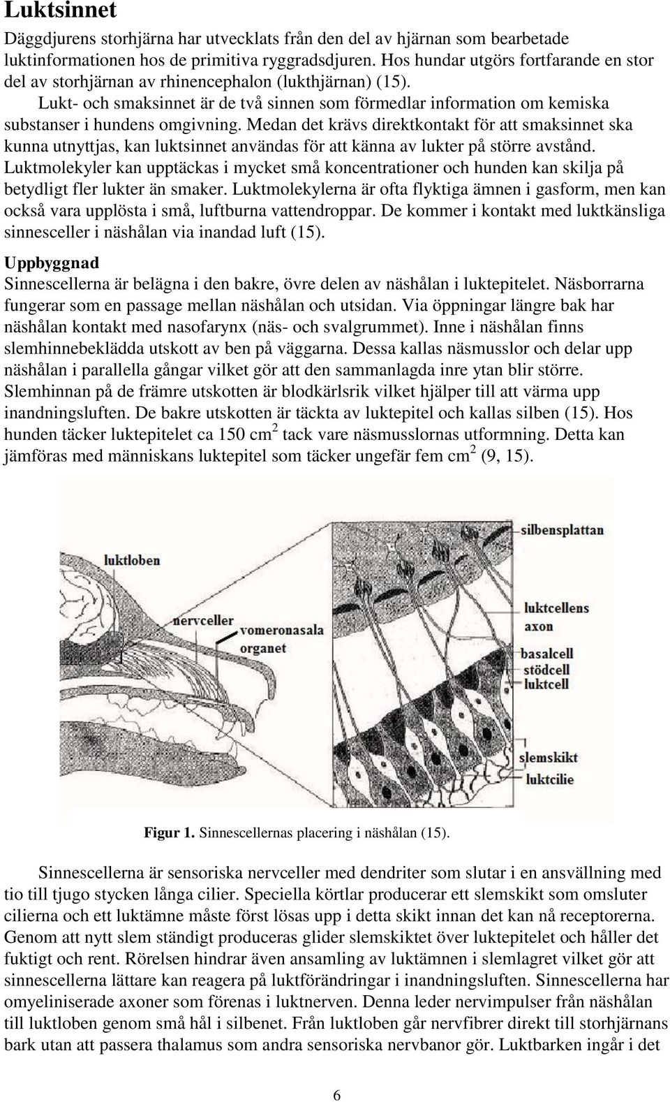 Lukt- och smaksinnet är de två sinnen som förmedlar information om kemiska substanser i hundens omgivning.