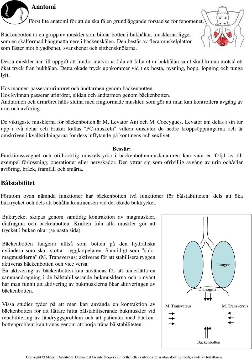 Den består av flera muskelplattor som fäster mot blygdbenet, svansbenet och sittbensknölarna.