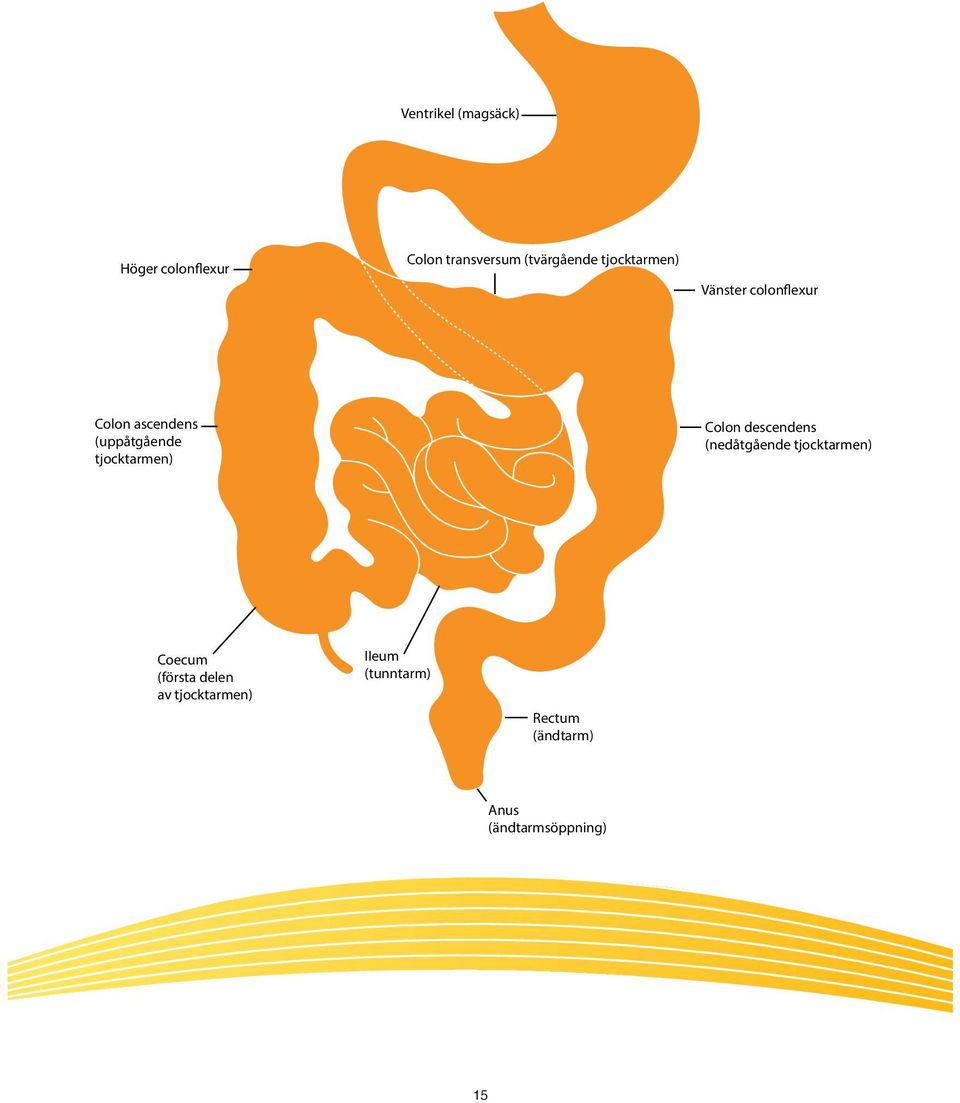 tjocktarmen) Colon descendens (nedåtgående tjocktarmen) Coecum (första