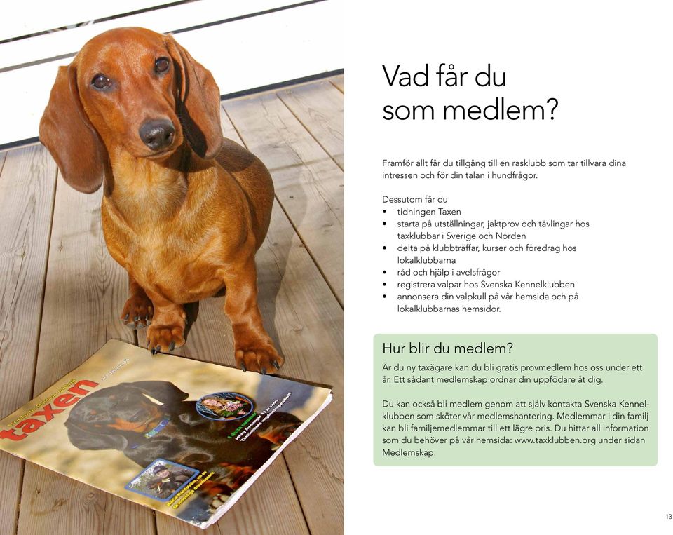 avelsfrågor registrera valpar hos Svenska Kennelklubben annonsera din valpkull på vår hemsida och på lokalklubbarnas hemsidor. Hur blir du medlem?