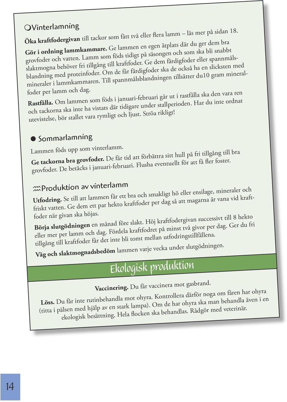 Om de får färdigfoder ska de också ha en slicksten med mineraler i lammkammaren. Till spannmålsblandningen tillsätter du10 gram mineralfoder per lamm och dag. Rastfålla.