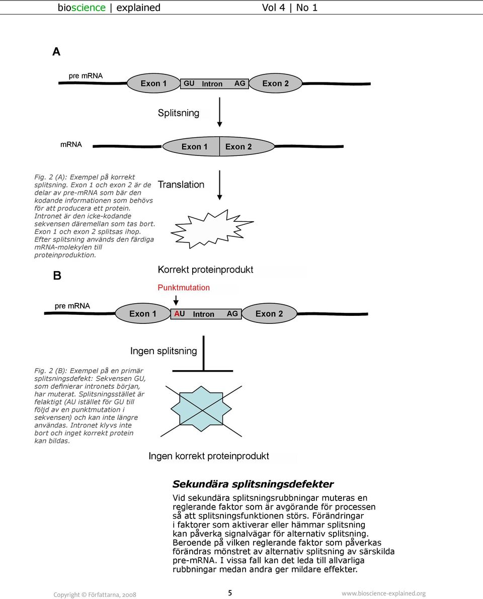 Exon 1 och exon 2 splitsas ihop. Efter splitsning används den färdiga mrna-molekylen till proteinproduktion.