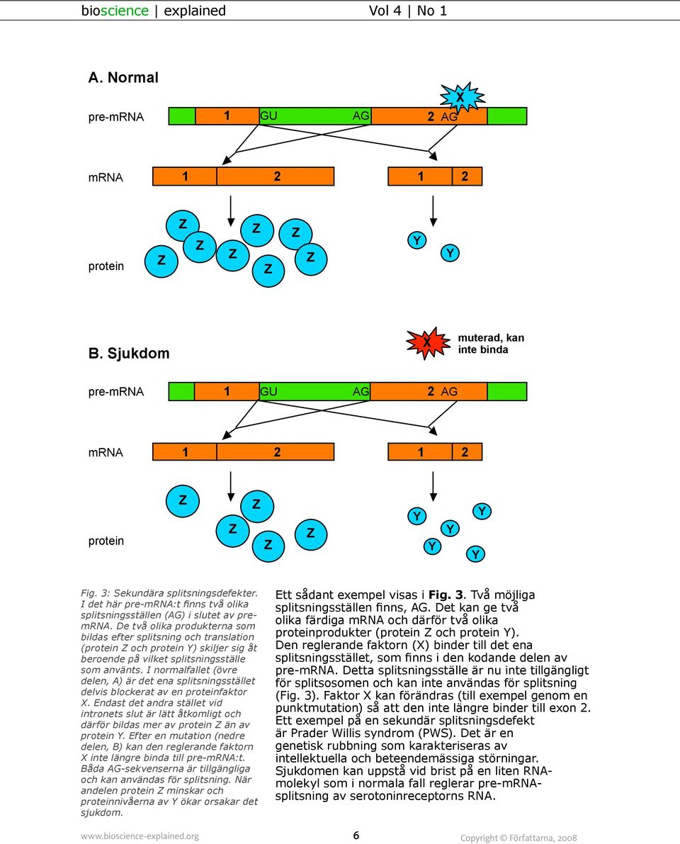 De två olika produkterna som bildas efter splitsning och translation (protein och protein ) skiljer sig åt beroende på vilket splitsningsställe som använts.