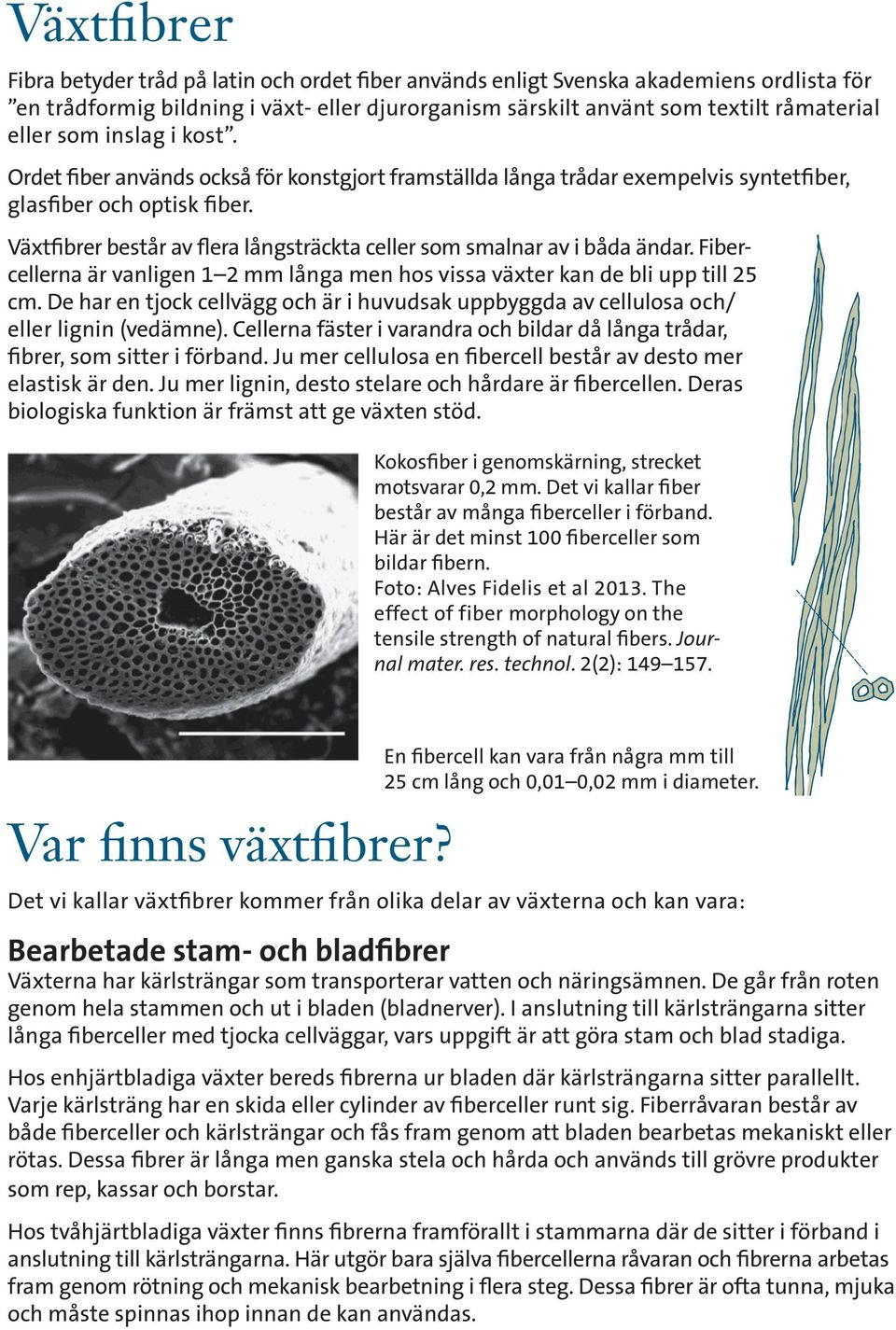 Växtfibrer består av flera långsträckta celler som smalnar av i båda ändar. Fibercellerna är vanligen 1 2 mm långa men hos vissa växter kan de bli upp till 25 cm.