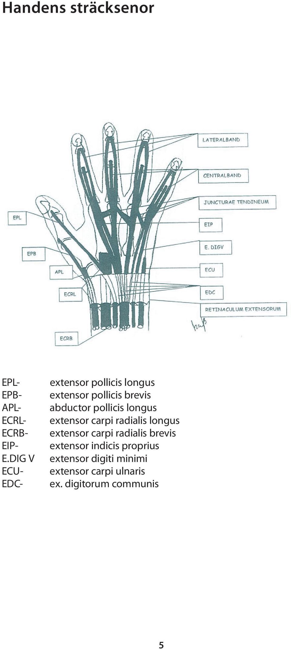 pollicis longus extensor carpi radialis longus extensor carpi radialis