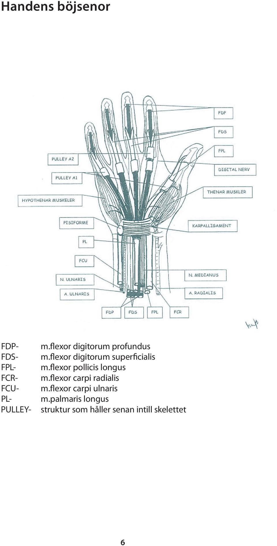 flexor pollicis longus m.flexor carpi radialis m.