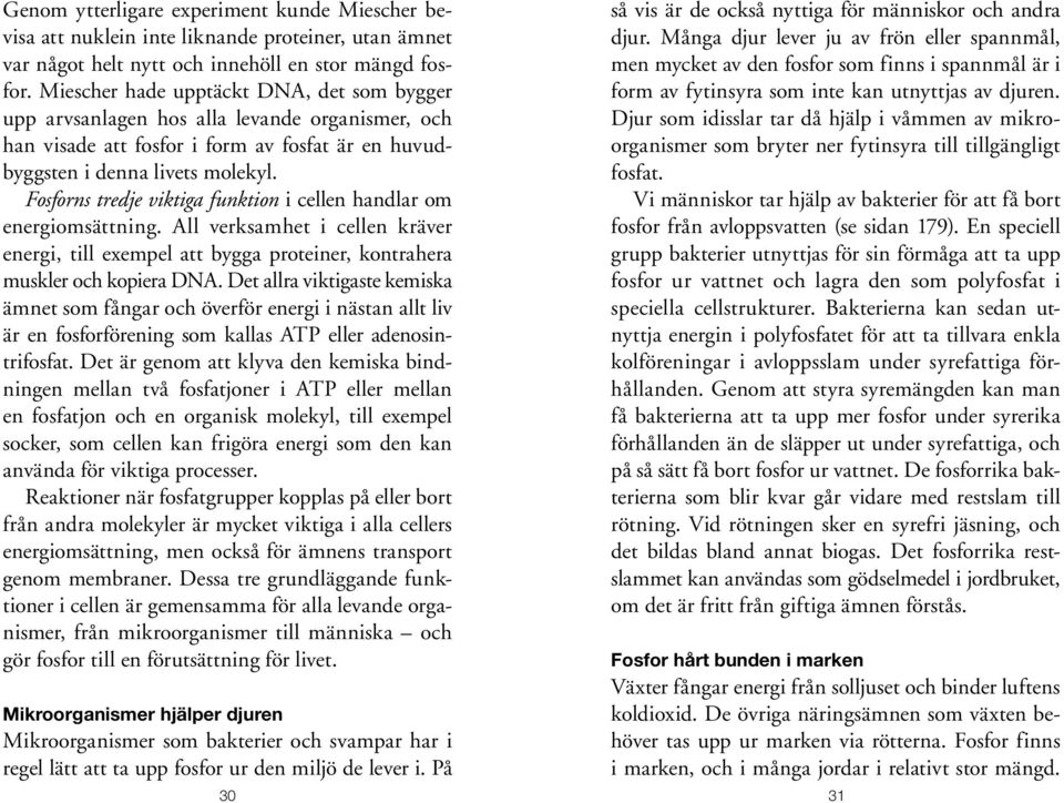 Fosforns tredje viktiga funktion i cellen handlar om energiomsättning. All verksamhet i cellen kräver energi, till exempel att bygga proteiner, kontrahera muskler och kopiera DNA.