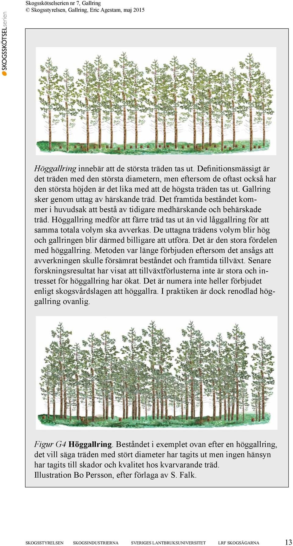 Gallring sker genom uttag av härskande träd. Det framtida beståndet kommer i huvudsak att bestå av tidigare medhärskande och behärskade träd.