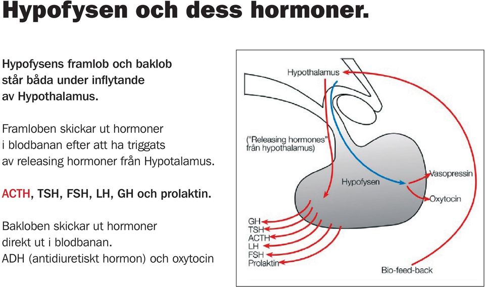 Framloben skickar ut hormoner i blodbanan efter att ha triggats av releasing