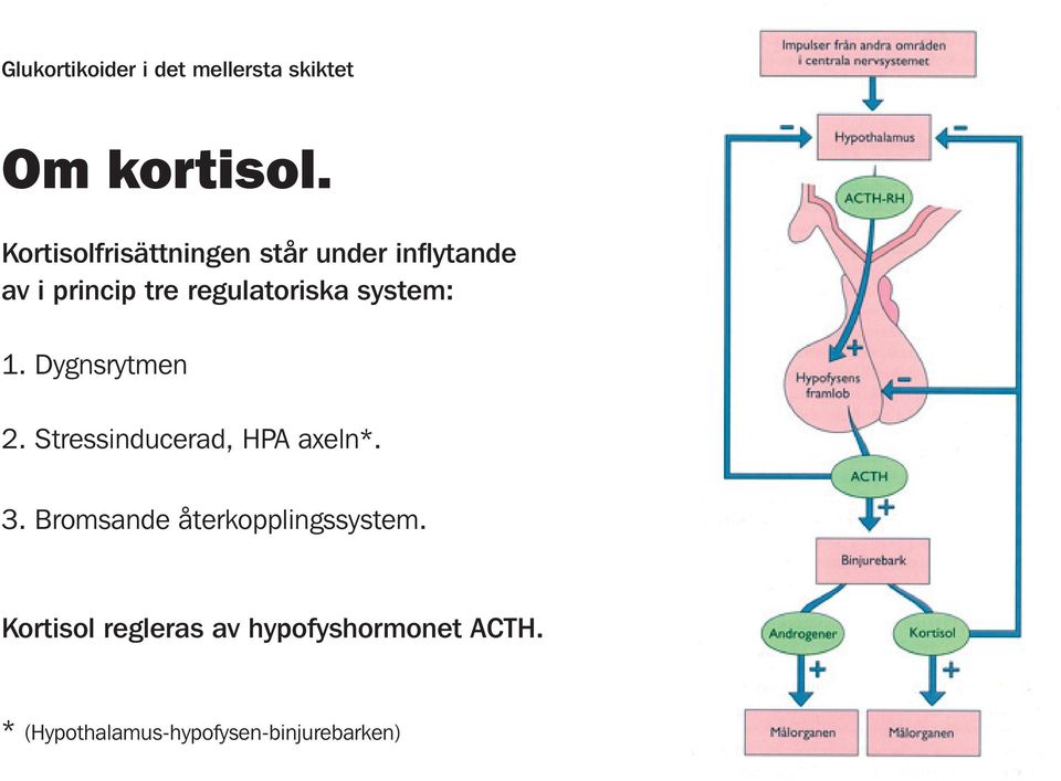 system: 1. Dygnsrytmen 2. Stressinducerad, HPA axeln*. 3.