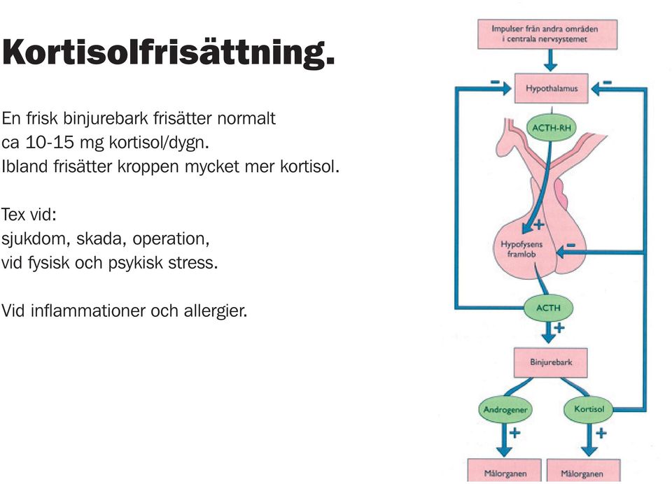 kortisol/dygn.