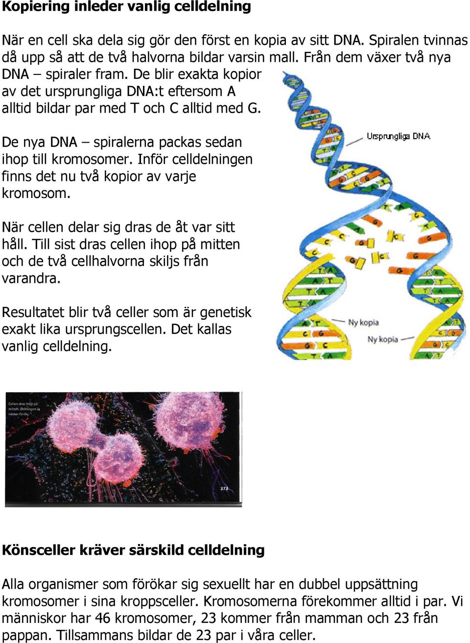 De nya DNA spiralerna packas sedan ihop till kromosomer. Inför celldelningen finns det nu två kopior av varje kromosom. När cellen delar sig dras de åt var sitt håll.