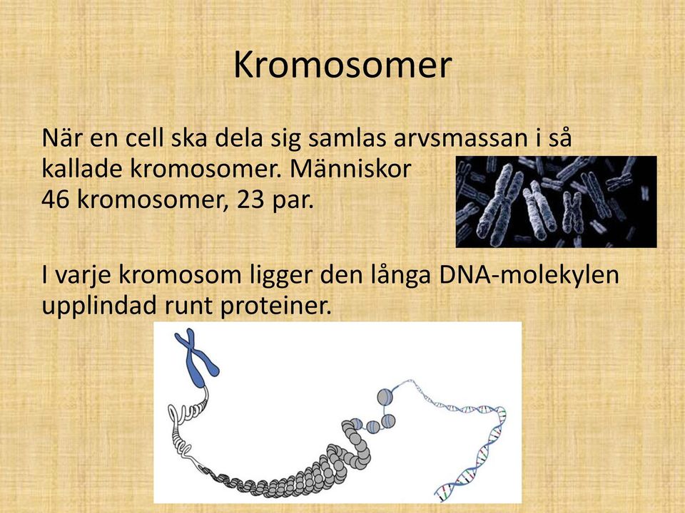 Människor har 46 kromosomer, 23 par.
