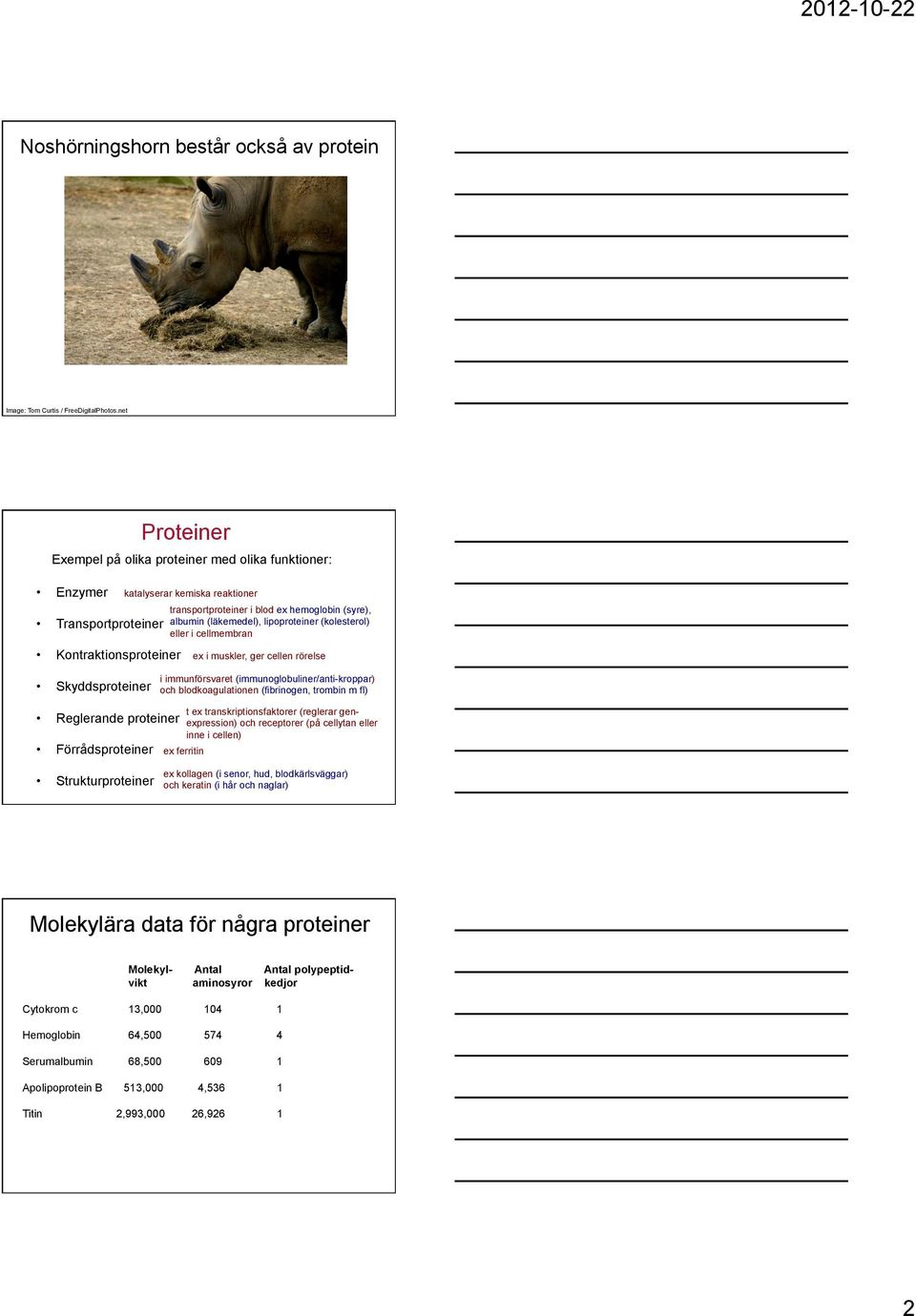 kemiska reaktioner transportproteiner i blod ex hemoglobin (syre), albumin (läkemedel), lipoproteiner (kolesterol) eller i cellmembran ex i muskler, ger cellen rörelse i immunförsvaret