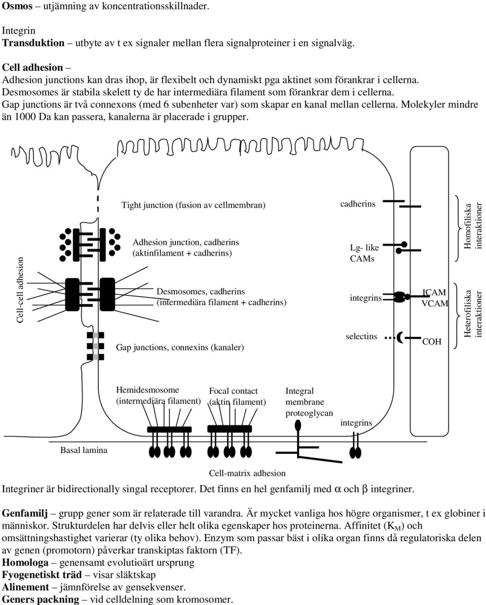 Desmosomes är stabila skelett ty de har intermediära filament som förankrar dem i cellerna. Gap junctions är tå connexons (med 6 subenheter ar) som skapar en kanal mellan cellerna.