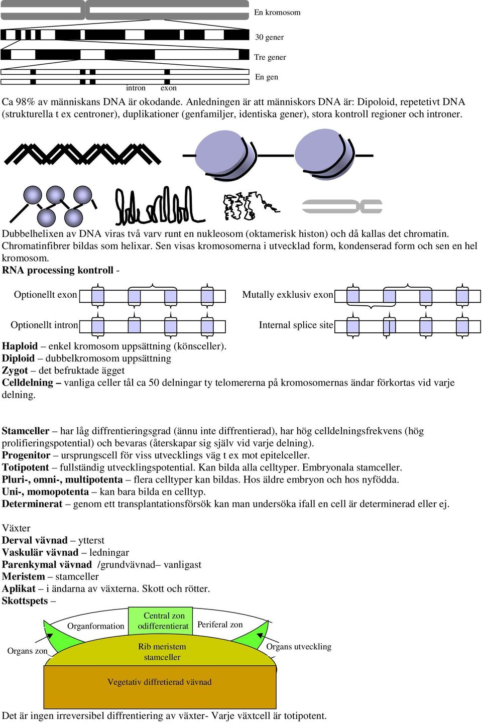 En gen Dubbelhelixen a DNA iras tå ar runt en nukleosom (oktamerisk histon) och då kallas det chromatin. Chromatinfibrer bildas som helixar.