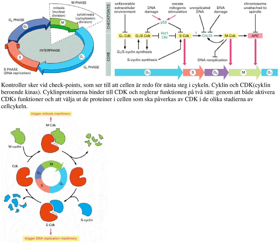 Cyklinproteinerna binder till CDK och reglerar funktionen på tå sätt: genom att