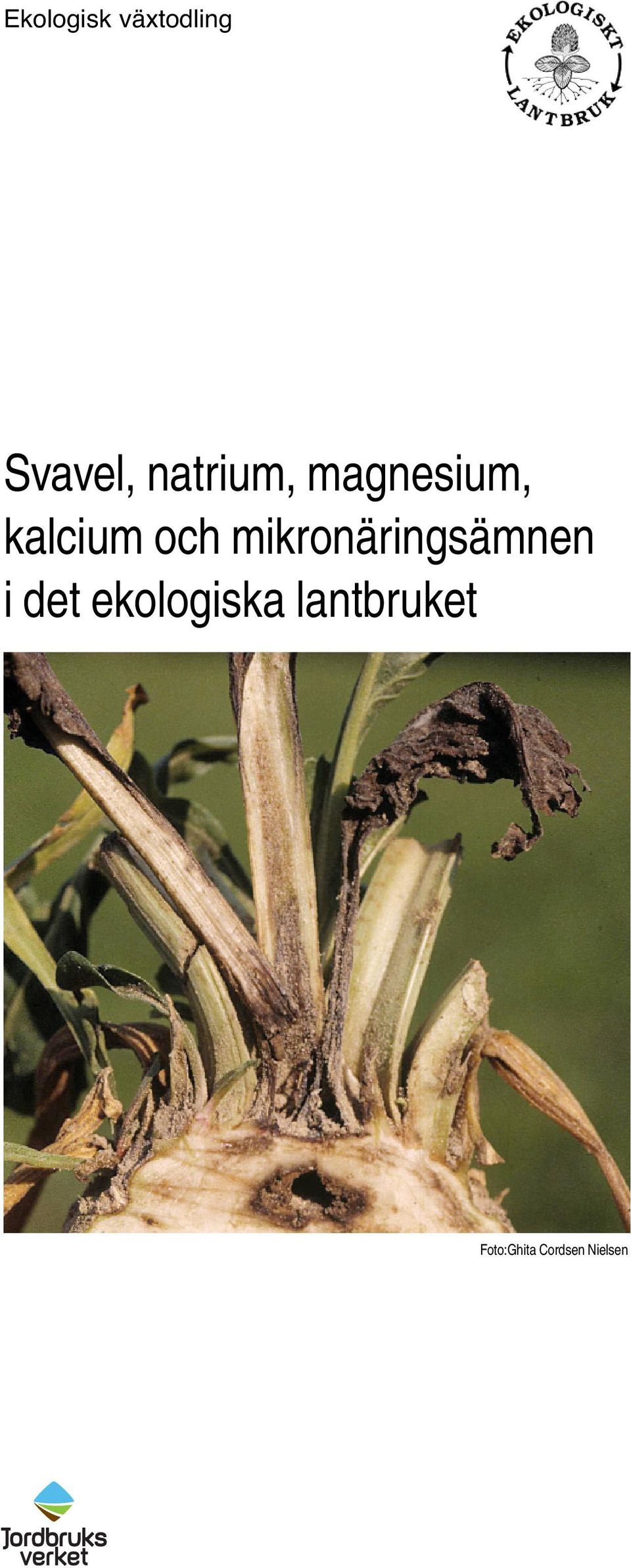 mikronäringsämnen i det