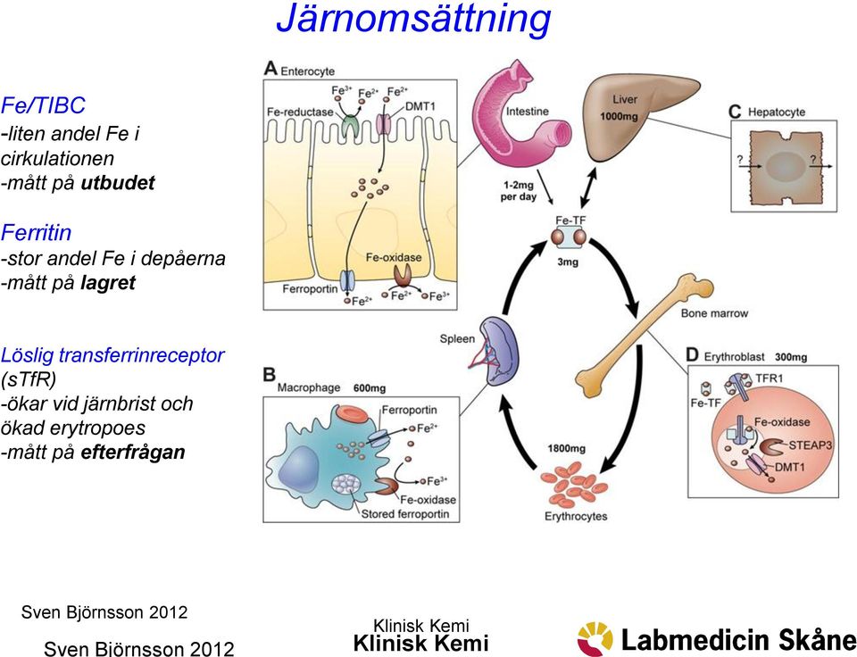 Löslig transferrinreceptor (stfr) -ökar vid järnbrist och ökad