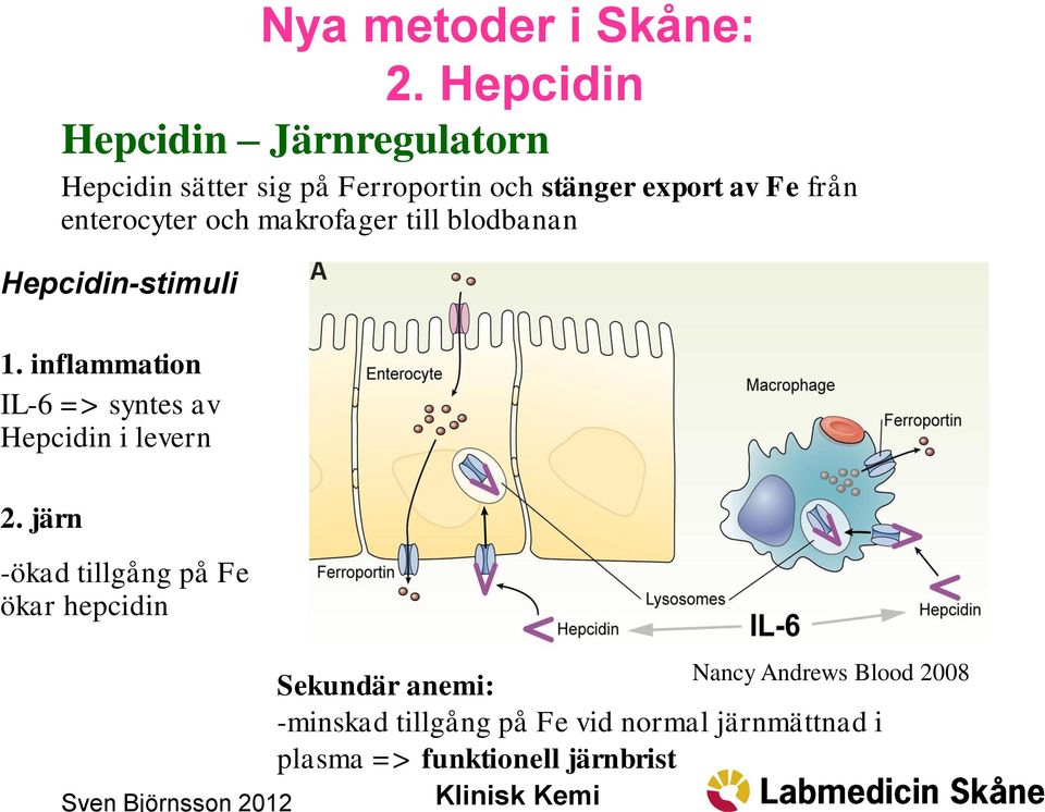 Hepcidin Hepcidin Järnregulatorn Hepcidin sätter sig på Ferroportin och stänger export av Fe från