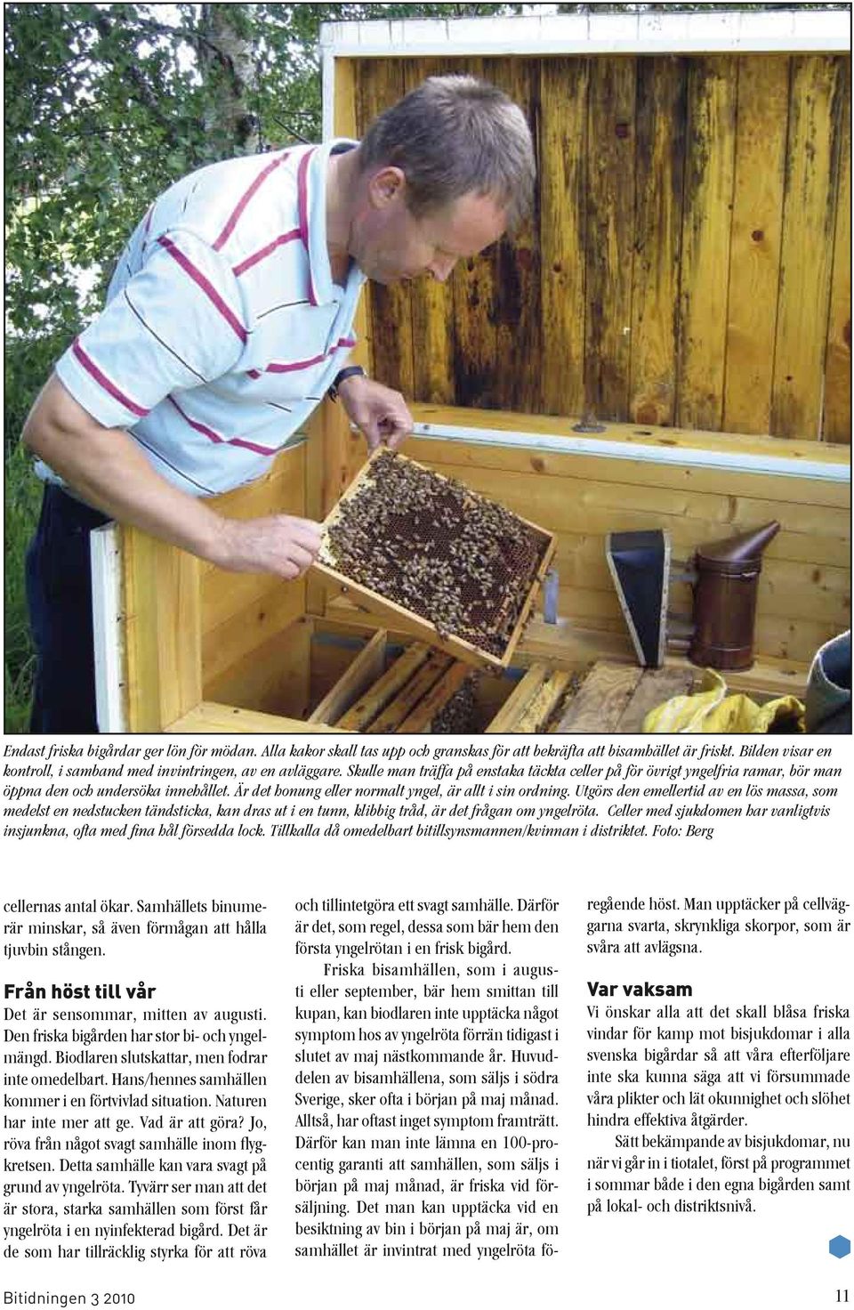 Utgörs den emellertid av en lös massa, som medelst en nedstucken tändsticka, kan dras ut i en tunn, klibbig tråd, är det frågan om yngelröta.