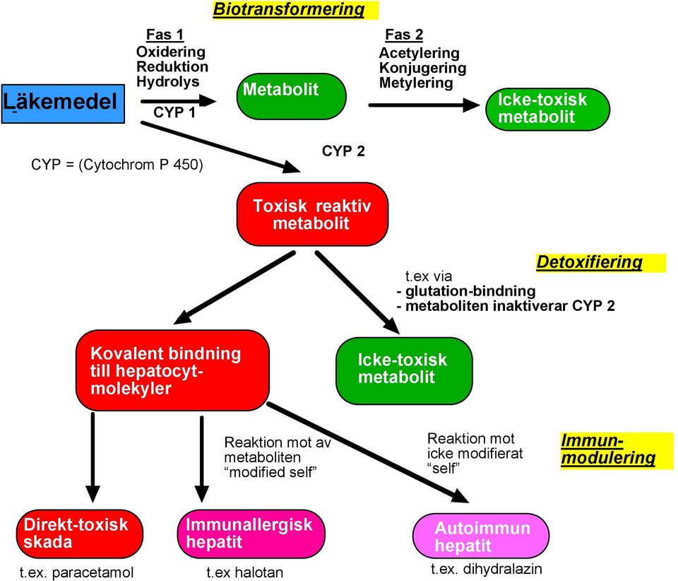 ex via - glutation-bindning - metaboliten inaktiverar CYP 2 Icke-toxisk metabolit Reaktion mot av metaboliten modified self Reaktion