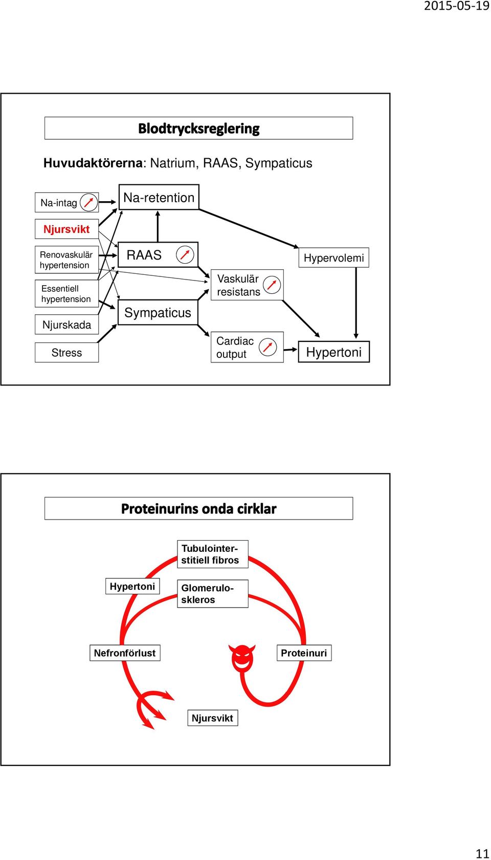 Sympaticus Vaskulär resistans Cardiac output Hypervolemi Hypertoni