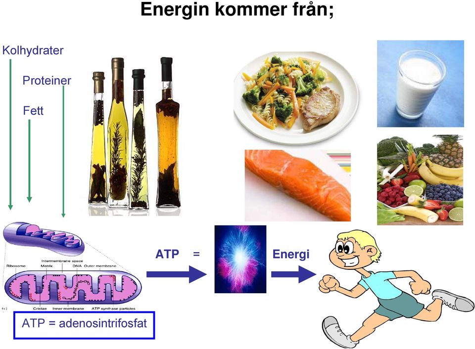 Proteiner Fett ATP =